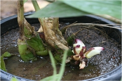 Acanthephippium bicolor